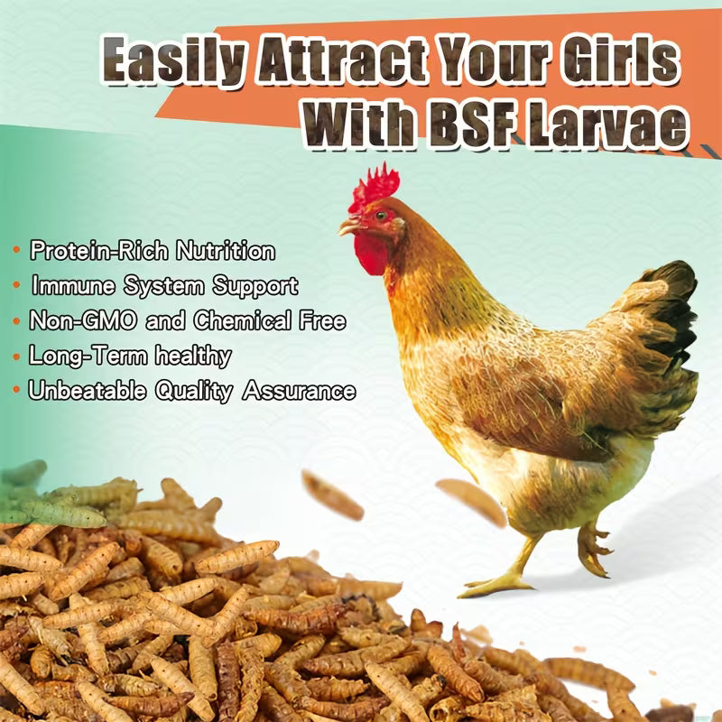 Dried Black Soldier Fly Larvae – High-Protein, Calcium-Rich Pet Treat