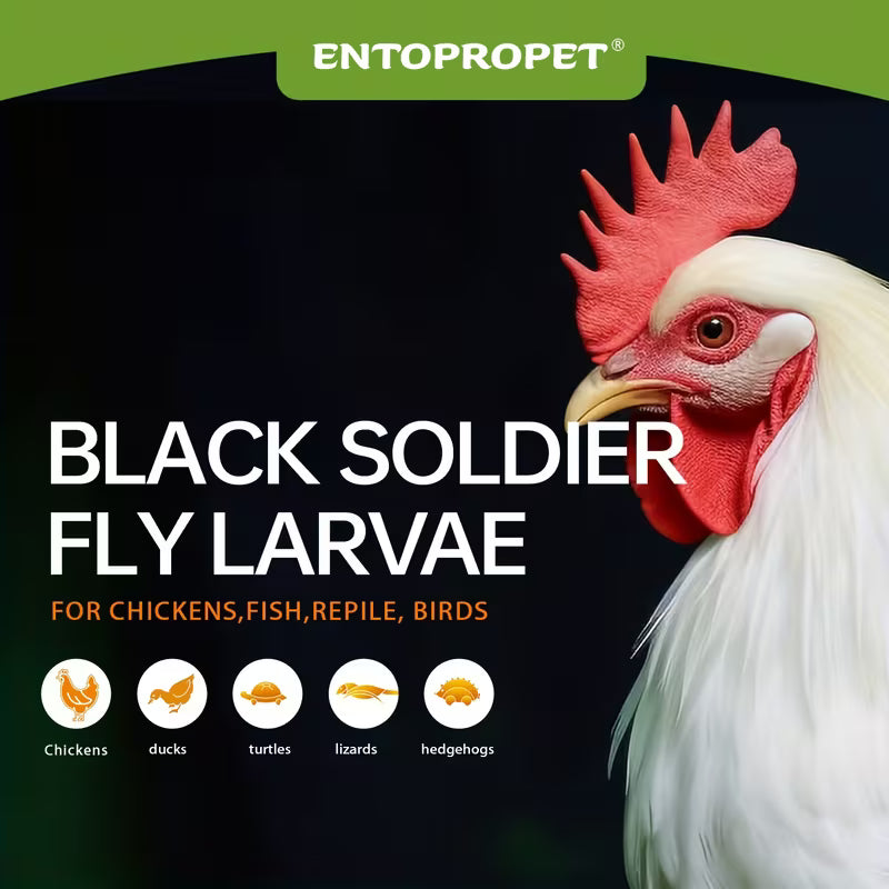 10LB Dried Black Soldier Fly Larvae – High-Protein, Calcium-Rich Treat for Chickens & Birds